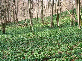 Brlauch-Wald